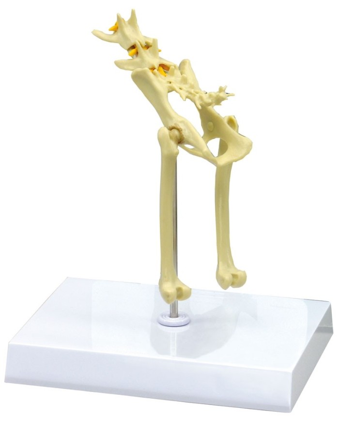 Scheletro del bacino di gatto a dimensioni naturali - Erler Zimmer VET9160