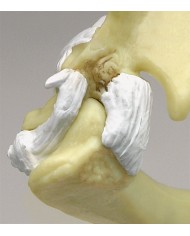 Articolazione della spalla e del gomito di gatto a dimensioni naturali - Erler Zimmer VET9170