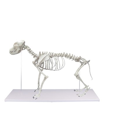 Scheletro di Cane a grandezza naturale Erler Zimmer VET1700