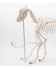 Scheletro di Cane a grandezza naturale Erler Zimmer VET1700 Scheletro di Cane a grandezza naturale Erler Zimmer VET1700