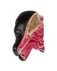 Sezione mediana della testa di un cane - Erler Zimmer VET1300