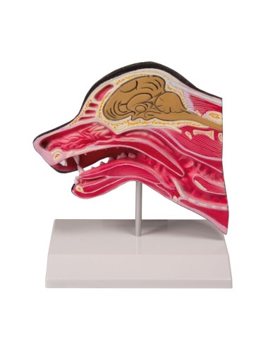 Sezione mediana della testa di un cane - Erler Zimmer VET1300