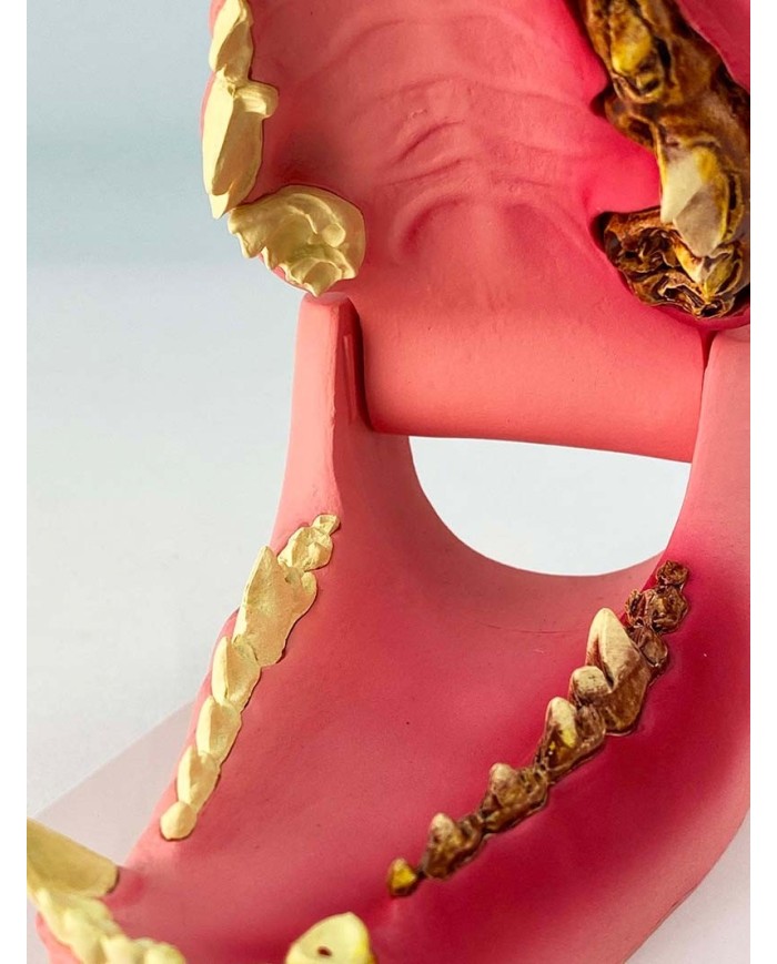 Mascella di Cane, a grandezza naturale - sana/malata - Erler Zimmer VET1194