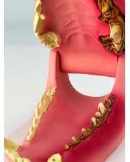 Mascella di Cane, a grandezza naturale - sana/malata - Erler Zimmer VET1194