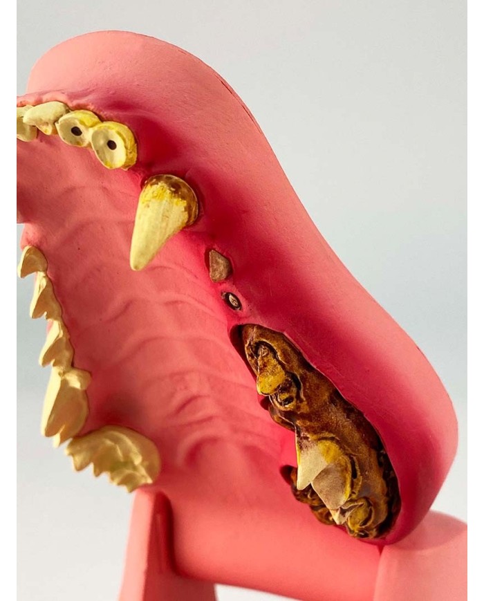 Mascella di Cane, a grandezza naturale - sana/malata - Erler Zimmer VET1194