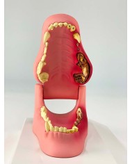 Mascella di Cane, a grandezza naturale - sana/malata - Erler Zimmer VET1194