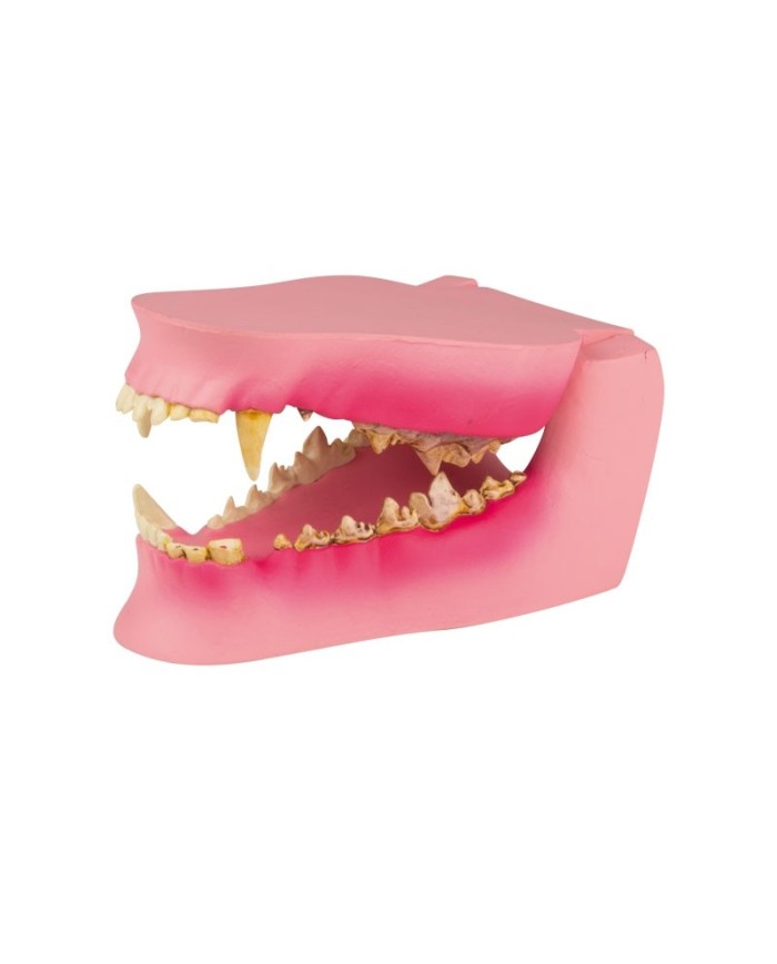 Mascella di Cane, a grandezza naturale - sana/malata - Erler Zimmer VET1194