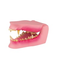 Mascella di Cane, a grandezza naturale - sana/malata - Erler Zimmer VET1194