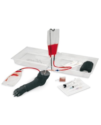 Arto anteriore di Cane per addestramento alle iniezioni endovenose - Erler Zimmer VET2560