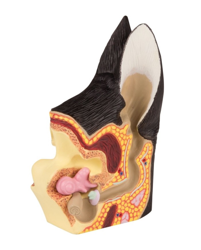 Sezione di un orecchio di cane Erler Zimmer VET1210