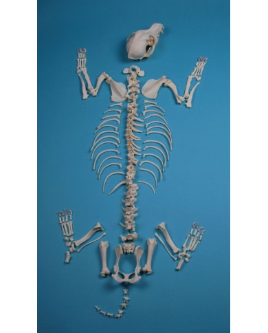 Scheletro di Cane di taglia grande non assemblato Erler Zimmer VET3020