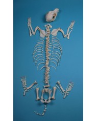 Scheletro di Cane di taglia grande non assemblato Erler Zimmer VET3020