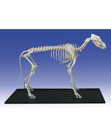 Scheletro di Cane di taglia grande assemblato Erler Zimmer VET3050