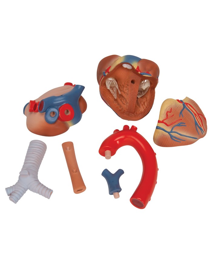 3B Scientific, Modello di cuore scomponibile in 7 parti VD253