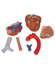 3B Scientific, Modello di cuore scomponibile in 7 parti VD253