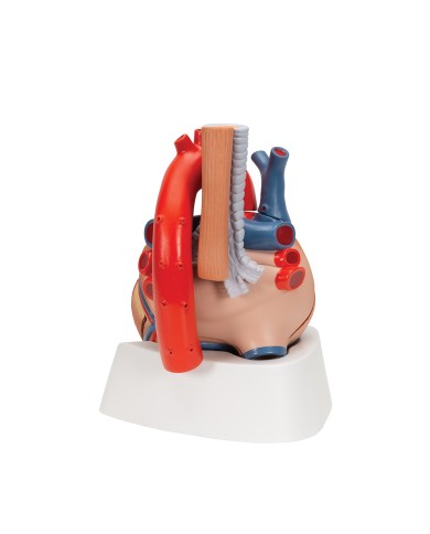 3B Scientific, Modello di cuore scomponibile in 7 parti VD253 3B Scientific, Modello di cuore scomponibile in 7 parti VD253