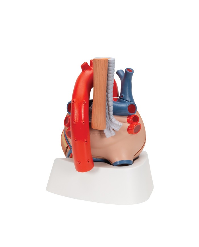 3B Scientific, Modello di cuore scomponibile in 7 parti VD253