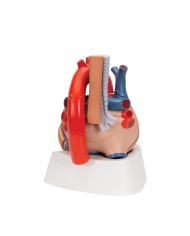 3B Scientific, Modello di cuore scomponibile in 7 parti VD253