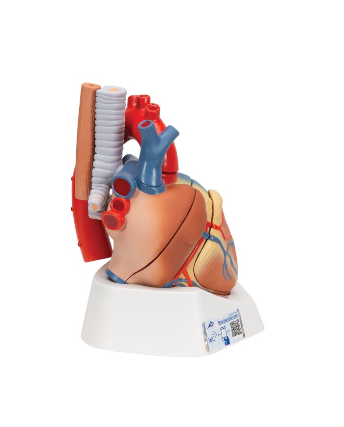 3B Scientific, Modello di cuore scomponibile in 7 parti VD253