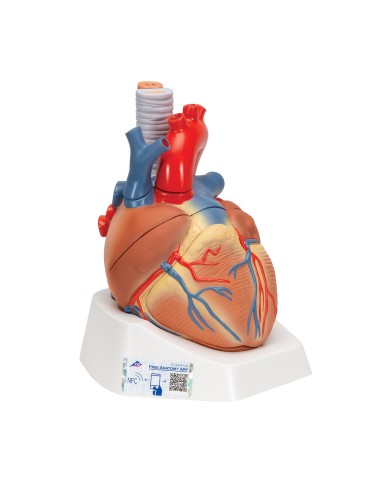 3B Scientific, Modello di cuore scomponibile in 7 parti VD253 3B Scientific, Modello di cuore scomponibile in 7 parti VD253