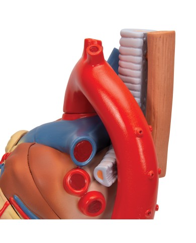 3B Scientific, Modello di cuore scomponibile in 7 parti VD253 3B Scientific, Modello di cuore scomponibile in 7 parti VD253