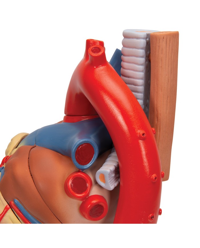 3B Scientific, Modello di cuore scomponibile in 7 parti VD253