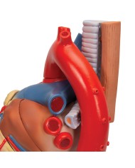 3B Scientific, Modello di cuore scomponibile in 7 parti VD253