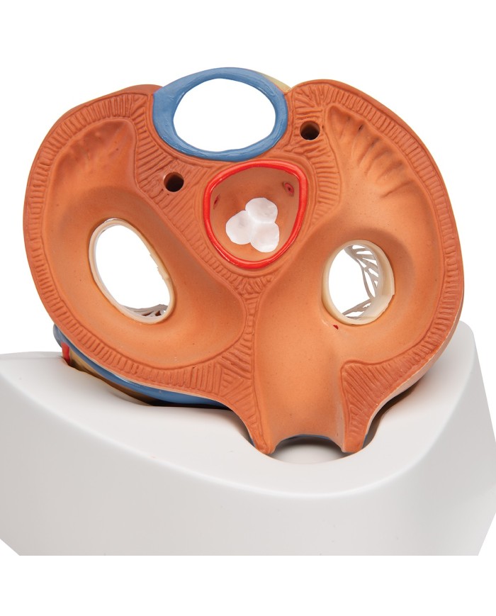 3B Scientific, Modello di cuore scomponibile in 7 parti VD253