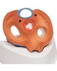 3B Scientific, Modello di cuore scomponibile in 7 parti VD253