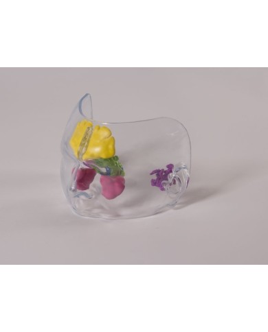 Modello anatomico di naso trasparente a dimensioni naturali Erler Zimmer