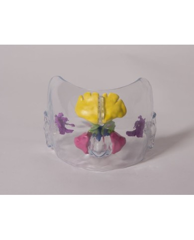 Modello anatomico di naso trasparente a dimensioni naturali Erler Zimmer