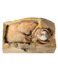 Orbita Laterale - Erler Zimmer 3D anatomy Series