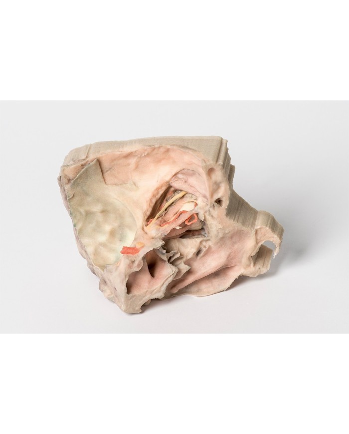 Orbita Mediale Erler Zimmer 3D anatomy Series