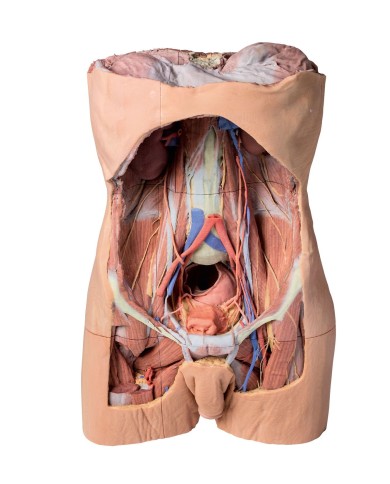Parete Addominale posteriore Erler Zimmer 3D anatomy Series