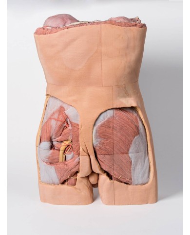 Parete Addominale posteriore Erler Zimmer 3D anatomy Series