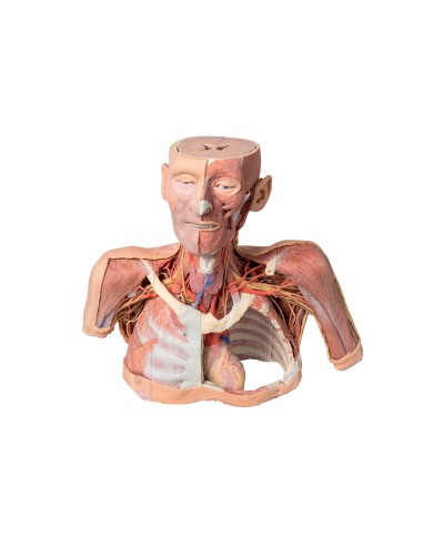Testa collo e spalle con angiosomi Erler Zimmer 3D anatomy Series