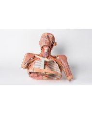 Testa collo e spalle con angiosomi Erler Zimmer 3D anatomy Series