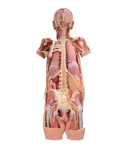 Dissezione del sistema nervoso Vista posteriore Erler Zimmer 3D anatomy