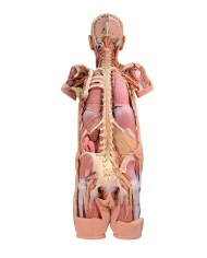 Dissezione del sistema nervoso Vista posteriore Erler Zimmer 3D anatomy