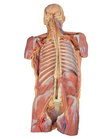 Dissezione profonda ventrale del corpo umano  (Vista posteriore) - Erler Zimmer 3D anatomy Series