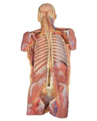 Dissezione profonda ventrale del corpo umano  (Vista posteriore) - Erler Zimmer 3D anatomy Series