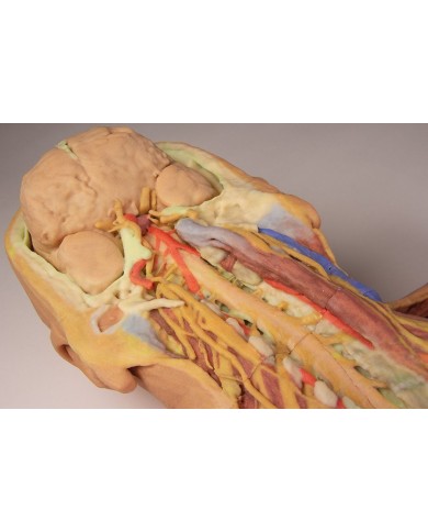 Dissezione profonda ventrale del corpo umano  (Vista posteriore) - Erler Zimmer 3D anatomy Series