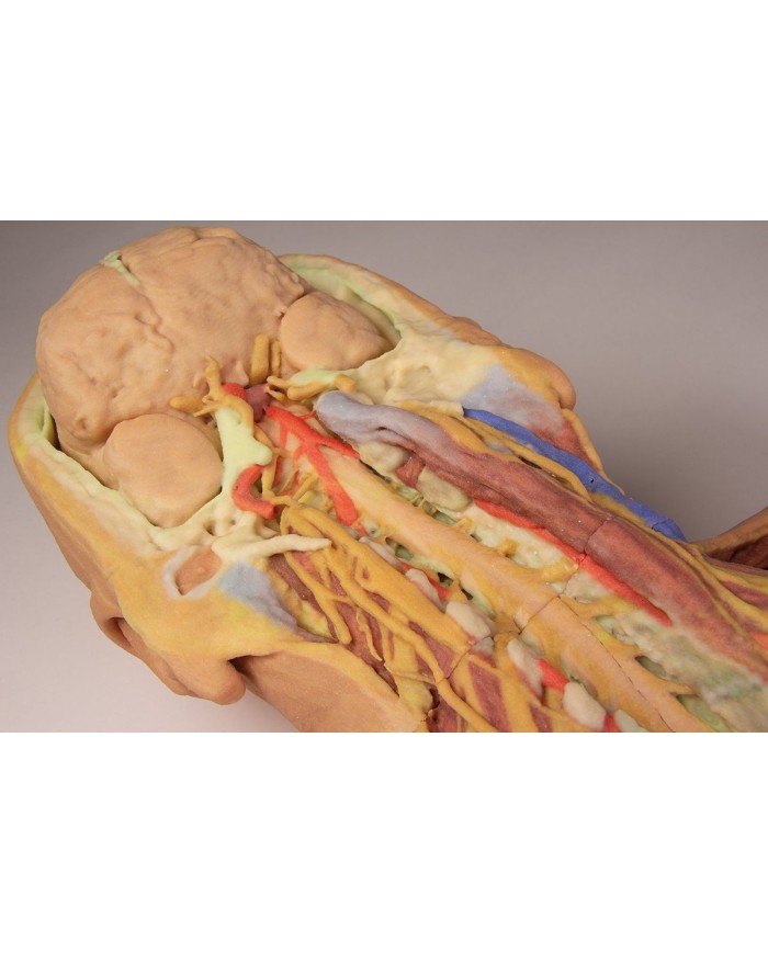 Dissezione profonda ventrale del corpo umano  (Vista posteriore) - Erler Zimmer 3D anatomy Series