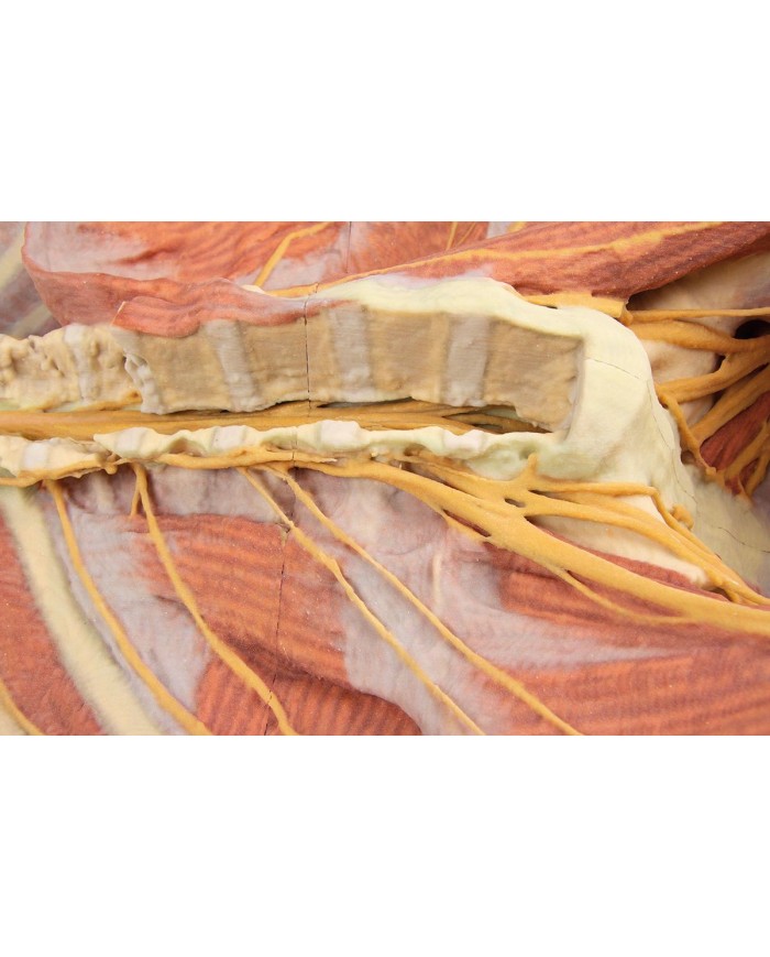 Dissezione profonda ventrale del corpo umano  (Vista posteriore) - Erler Zimmer 3D anatomy Series