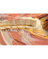 Dissezione profonda ventrale del corpo umano  (Vista posteriore) - Erler Zimmer 3D anatomy Series