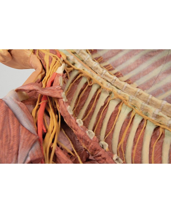 Dissezione profonda ventrale del corpo umano  (Vista posteriore) - Erler Zimmer 3D anatomy Series