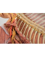 Dissezione profonda ventrale del corpo umano  (Vista posteriore) - Erler Zimmer 3D anatomy Series