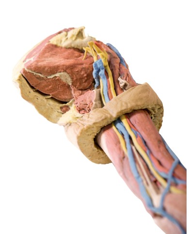 Dissezione dell arto superiore Erler Zimmer 3D anatomy Series