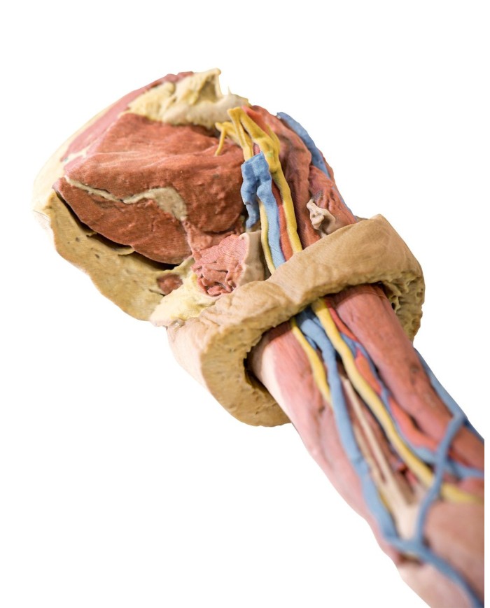 Dissezione dell arto superiore Erler Zimmer 3D anatomy Series