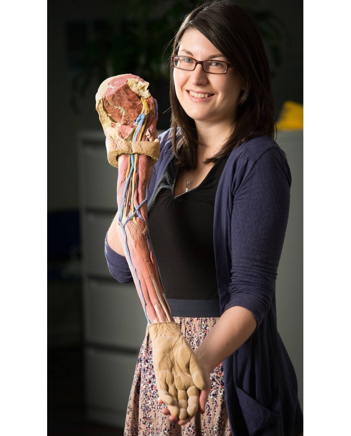 Dissezione dell arto superiore Erler Zimmer 3D anatomy Series